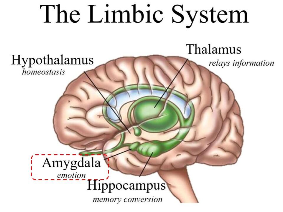 التفكير المنطقي Prefrontal Cortex 
